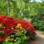 FLOWERS RED AND YELLOW